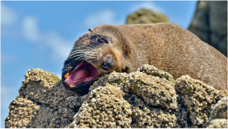 New Zealand Fur seal Yawning or barking-268